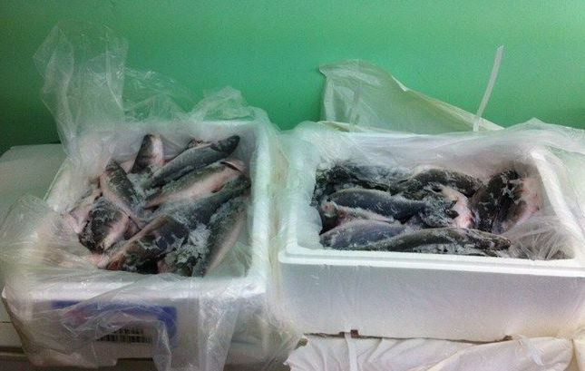 14962993 1337303089647141 137387154 n