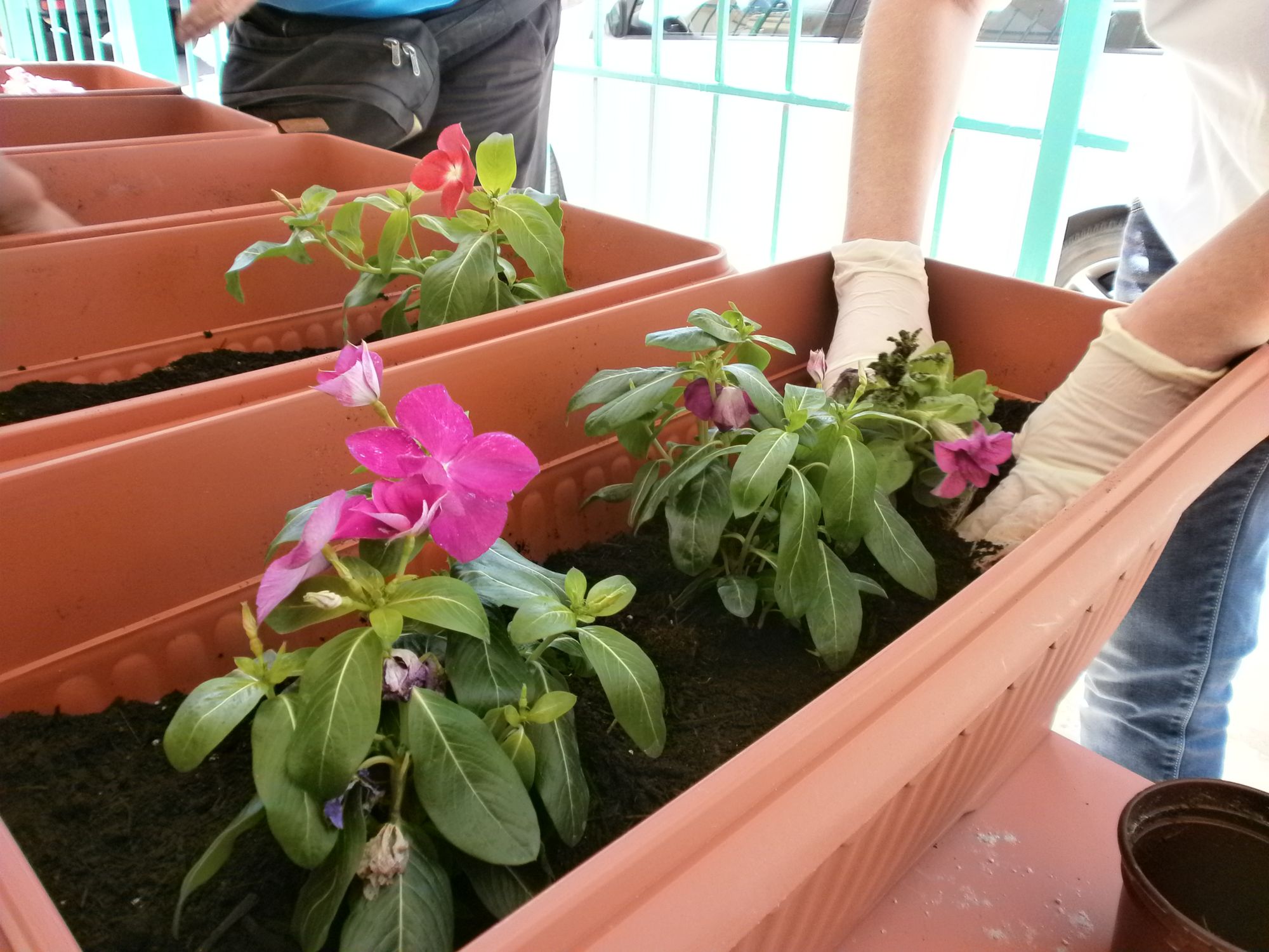 Οι καιρνούριες ζαρντινιέρες μας προσφορά του Ομίλου Νοvartis